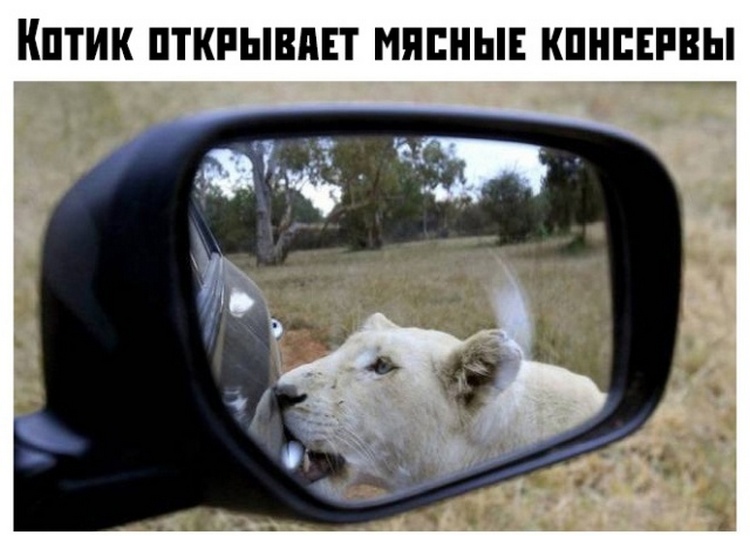 Прикольные картинки