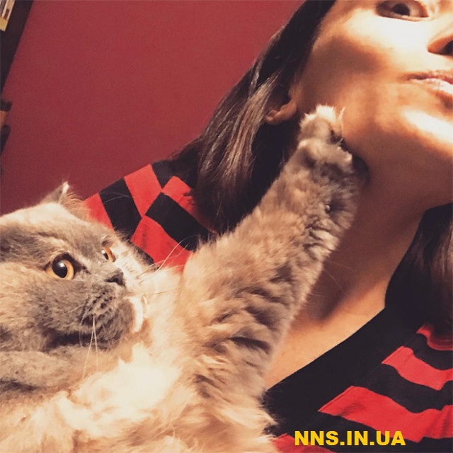 Коты не в восторге от селфи