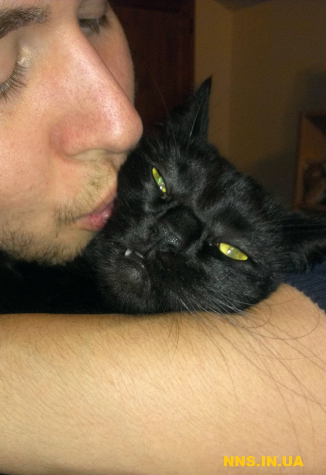 Коты не в восторге от селфи