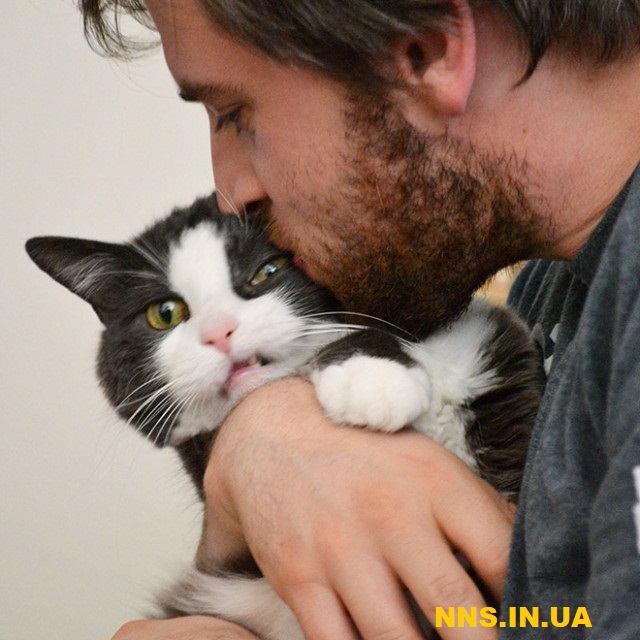 Коты не в восторге от селфи