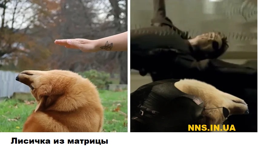 Мастера фотошопа рулят
