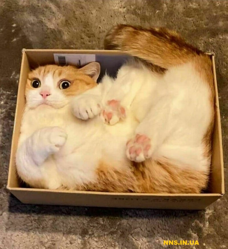 Пушистые и смешные котэ