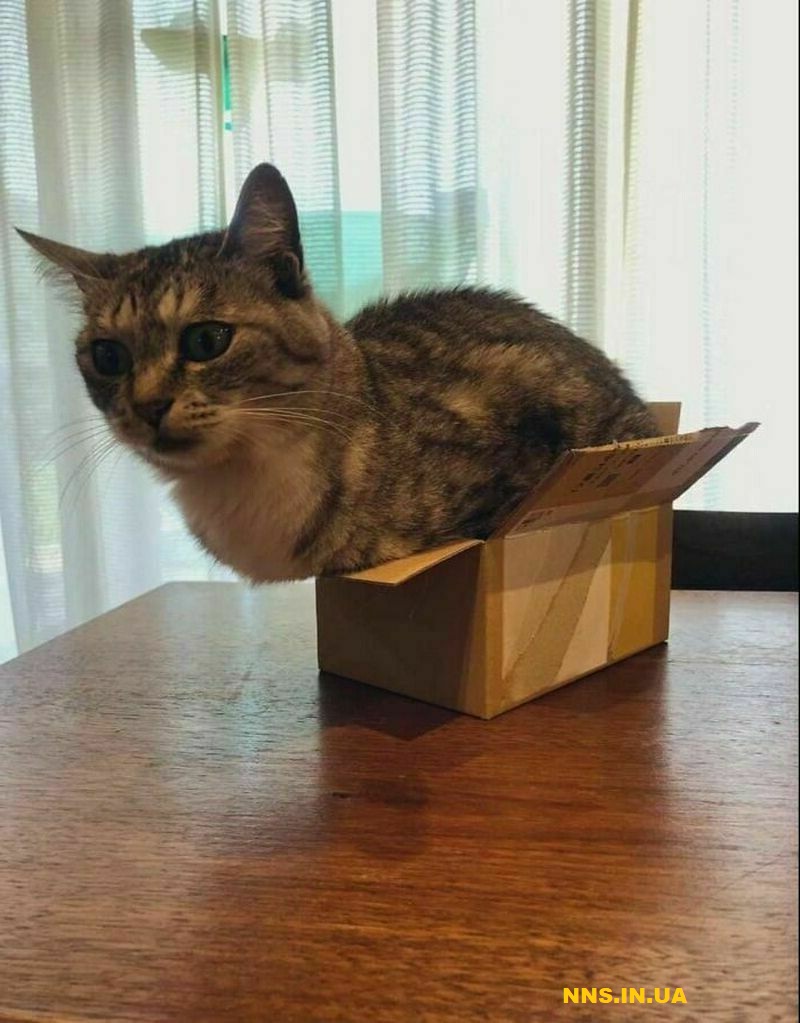 Пушистые и смешные котэ