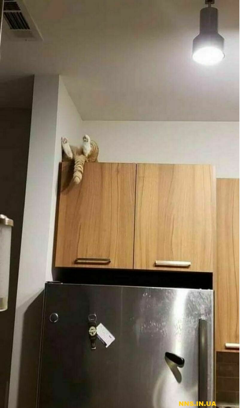 Пушистые и смешные котэ