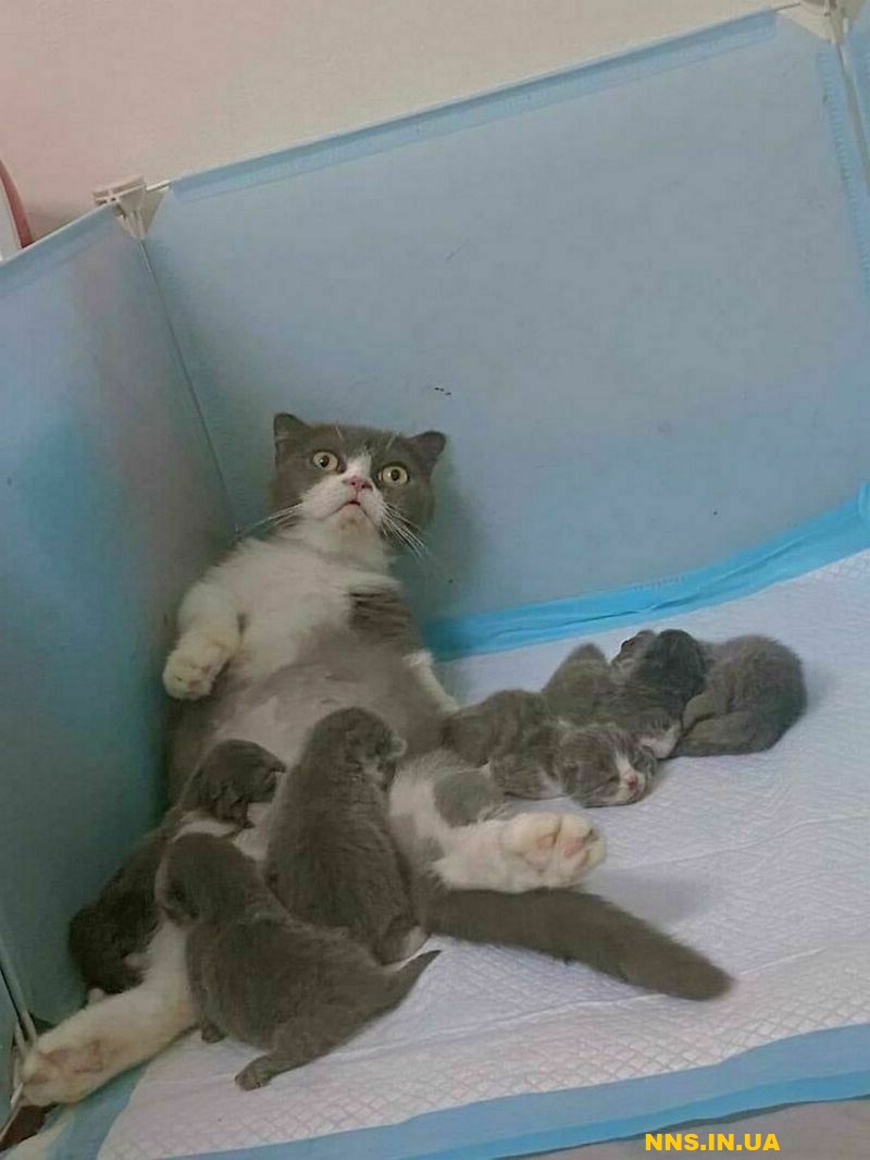 Пушистые и смешные котэ